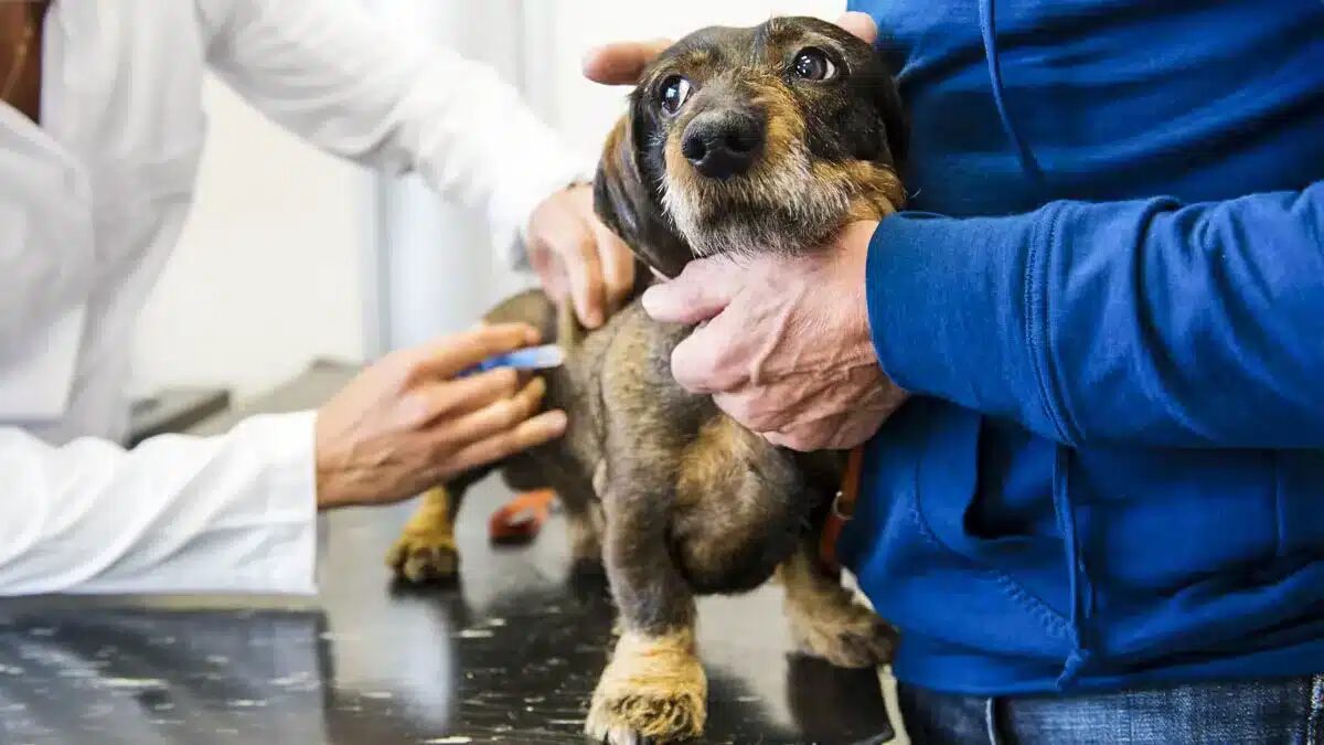 UNA PILDORA ANTIENVEJECIMIENTO PARA PERROS